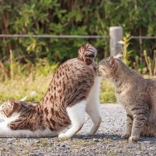 快跑插画师带着猫,又来喂猫粮了