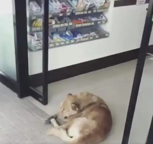 连购物袋都被打工人抢成了宝,泰国旅游最大乐趣是花100在711便利店呆一天