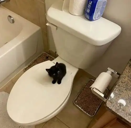 一组治愈系的小奶猫图片,每一张都萌化了