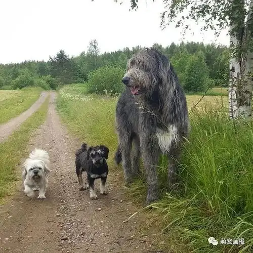 养一只大块头的爱尔兰狼犬是什么感觉呢