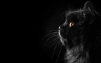 黑猫高清动物壁纸下载