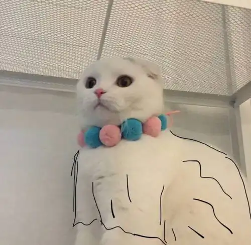 喵星人情侣头像大全,亲爱的,我们该换头像啦