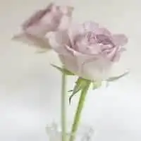 头像花朵粉色玫瑰花微信头像图片大全