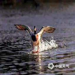 北京玉渊潭公园鸳鸯戏水迎春来