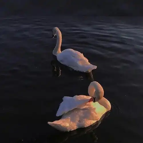 ins甜系仙女背景图头像