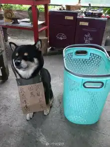 囧图爸妈一开始不让养猫系列40图