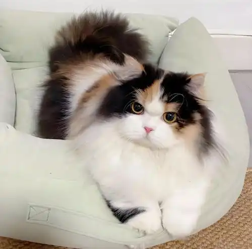 闺蜜头像猫系系头像可爱