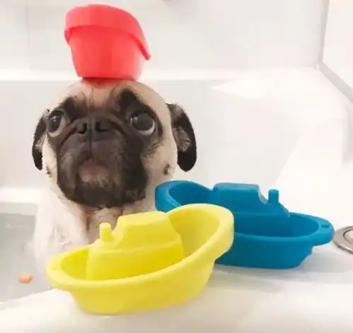 5岁男孩和他6岁巴哥哥哥的搞怪日常