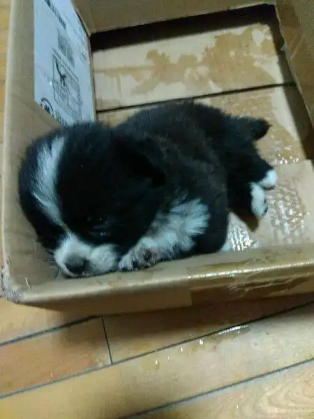 奶狗系女生头像可爱奶茶