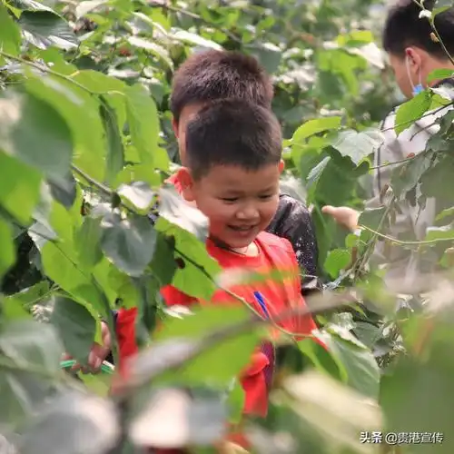 领养蚕宝宝,采摘桑葚贵港这群孩子玩嗨还学到科普知识