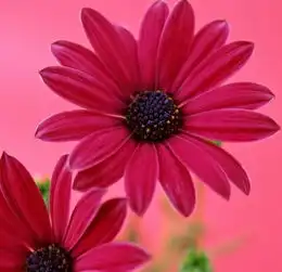 玫琳凯教你区分香水类型等级