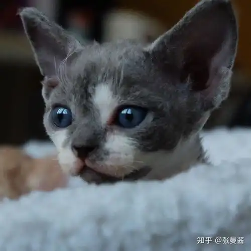德文卷毛猫从出生到现在全记录蓝白弟弟