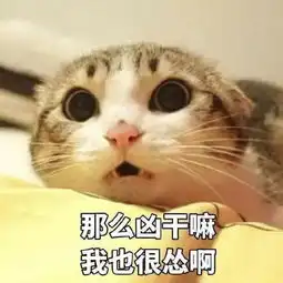 猫咪头像可爱小众