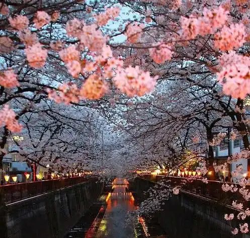 心理学选一副唯美的花瓣飘落图,测你跟哪个仙女气质很像