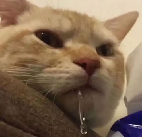 猫咪口臭罪魁祸首究竟是谁