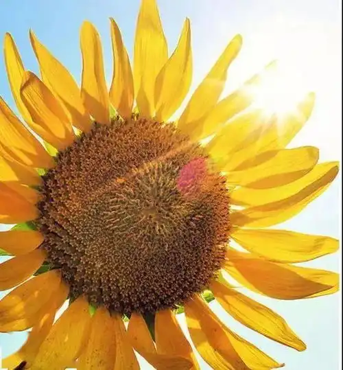 第3664期蔺丽燕专栏丨一封致歉信,万缕深思量