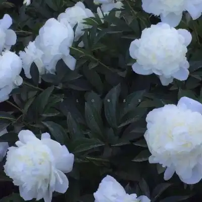 黑系头像可爱背景