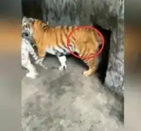 拉拽虎尾地上有血迹今天贵州这两只老虎上了全国媒体的头条,饲养员有话要说