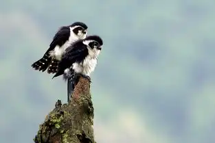 80400镜头学拍鸟,两只白腿小隼,婺源的收获专辑大海秋风