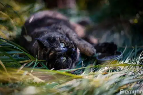 治愈系的猫咪女生头像壁
