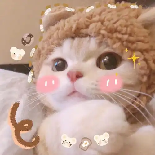 猫咪闺蜜头像一人一半