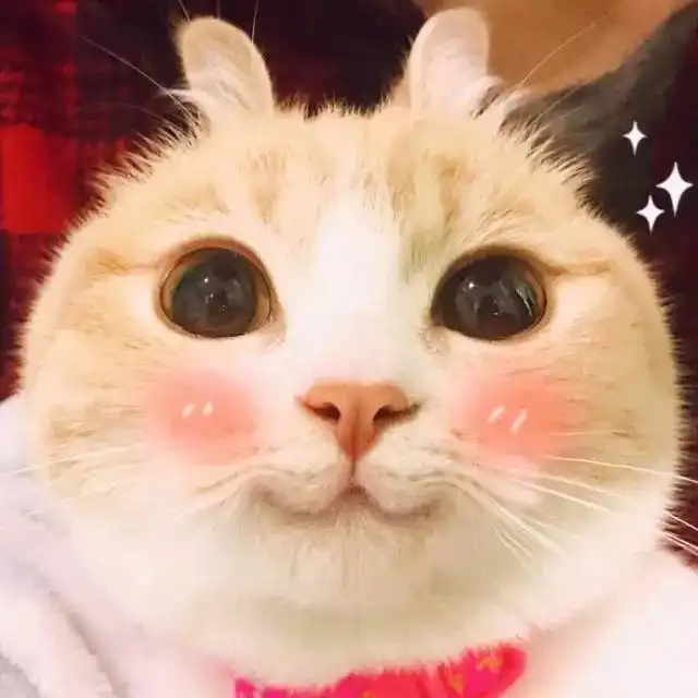 想养只中华气死猫,你是不是吃饱了撑的