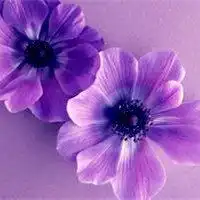 微信头像紫色花朵图片微信头像图片大全