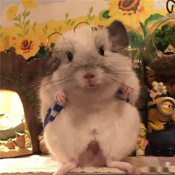 漯河狗狗微信群