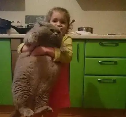 oschina周二乱弹我ffff佛慈悲