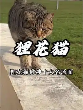 可爱的猫咪和水豚的故事萌宠出道计划猫咪治愈系萌到爆炸了治愈世界治愈你