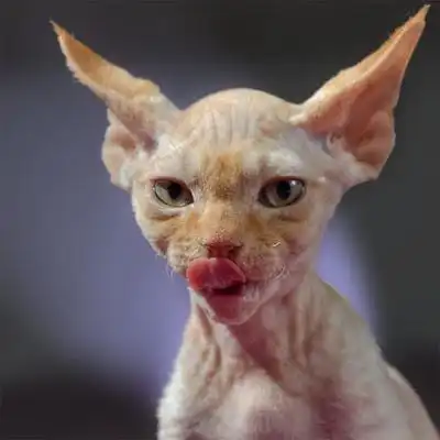 这种猫连陈伟霆易烊千玺都被种草,长得又像猴又像外星人