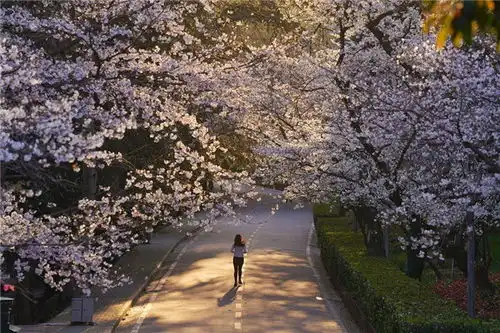 今春必火流行色樱花粉值得拥有姓名