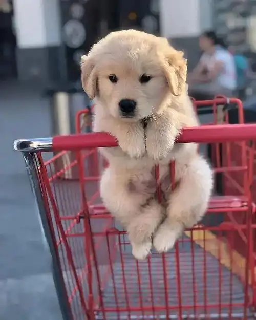 有端联想,谭松韵案子的被告姓马,他会不会是lv