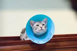 爱猫的正确姿势5部治愈系猫咪电影,猫奴必收藏