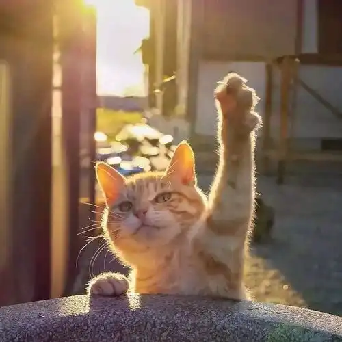 情头双方都不是人