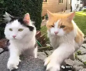 痴情喵星人恋高冷公举喵,痴情守护两年爱情圆满坚持就是胜利