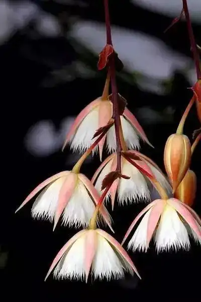100种世界奇花,让你认识一下,太漂亮了