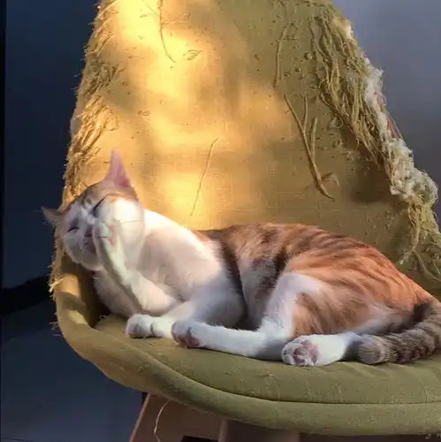 超甜情侣头像动漫猫系猫