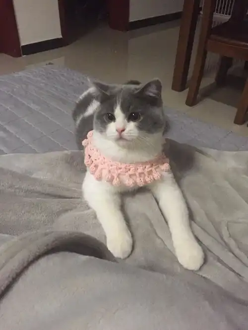 这才是猛男该戴的项圈,哈哈哈哈