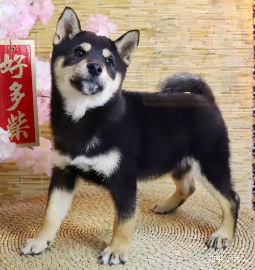 柴犬幼崽如何挑选黑柴篇