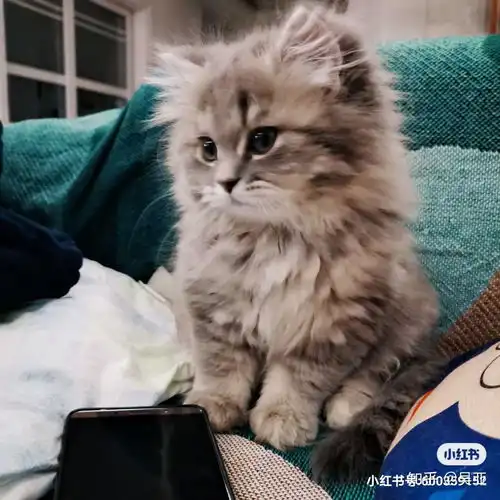 蓝猫和银渐层能配出什么样的小猫