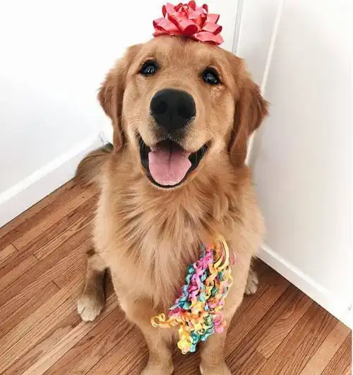 入选了狗界颜值榜的6种狗,有你家的吗