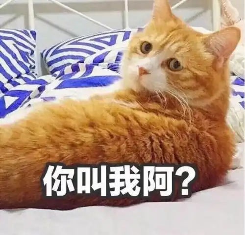 猫咪是怎么看待人类模仿它们喵喵叫的不好意思,你可能误会了