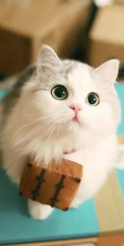 2020春夏时尚,竟刮起一阵猫风