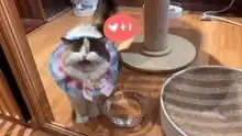 日系猫隐小院的猫生活高清正版视频在线观看
