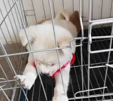 男子花三千元买一只拉布拉多,狗狗到家后被嘲笑人傻钱多