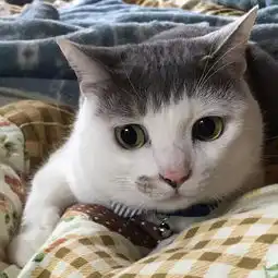 猫系少年图头像