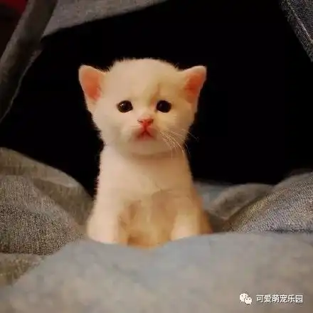 猫系男生动漫可爱头像扣