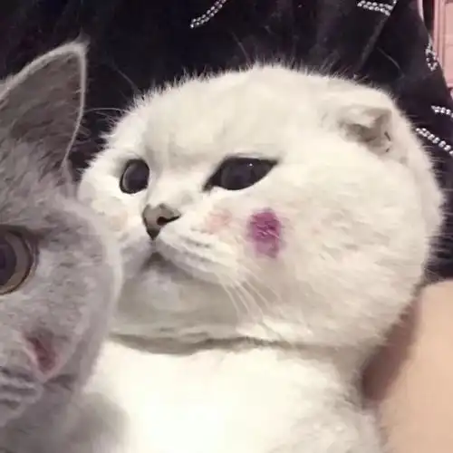 猫系头像双人双人