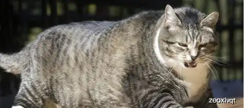 猫咪也有平均体重不同品种标准不一样,你家的猫咪超重了吗